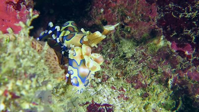 丑角虾抓海星当午餐视频素材