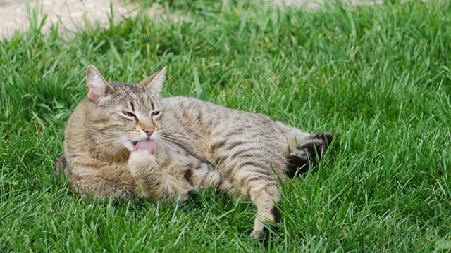 猫在绿色的草地上清洁他的爪子视频素材