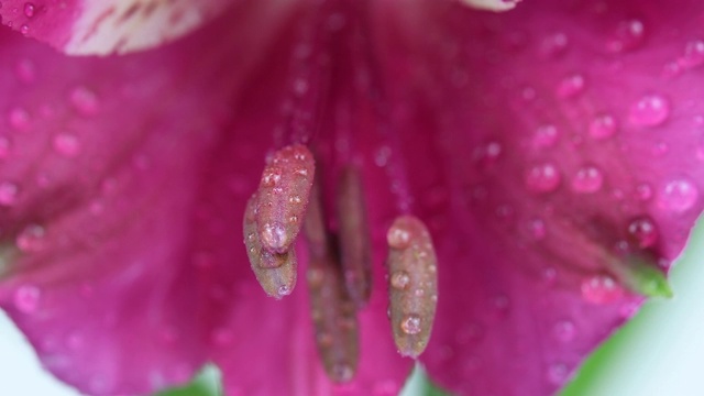 美丽的红色季节花，宏视频素材