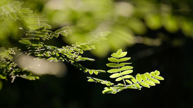 特写的一个花在锐度和模糊的背光在夏天视频素材