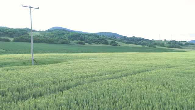 麦田视频素材