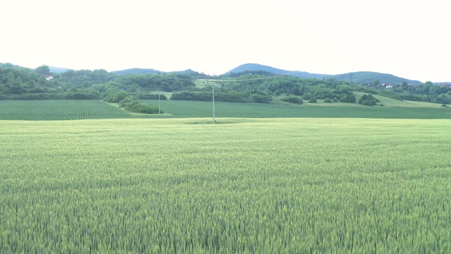 麦田视频素材