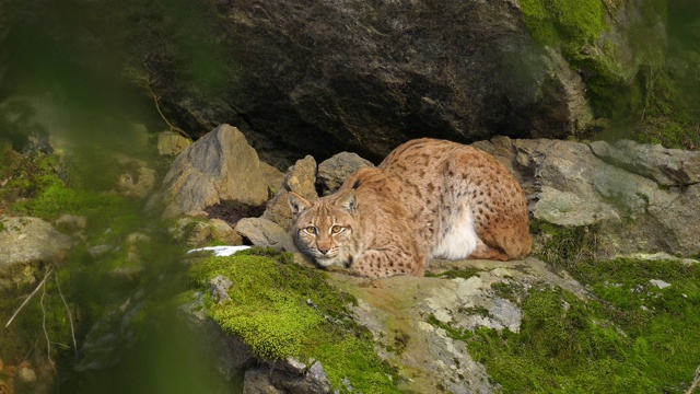 欧洲山猫;猞猁，躺在森林里视频素材