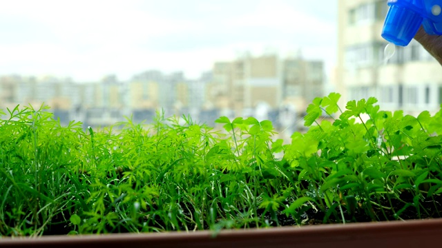 城市园艺概念在阳台花园上手工喷洒浇水植物。视频素材