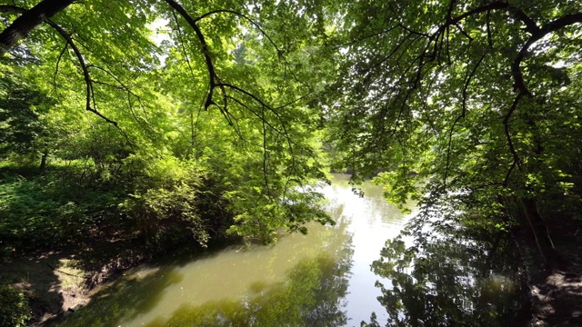 公园里的树在湖边，夏天的一天，随风飘扬视频下载