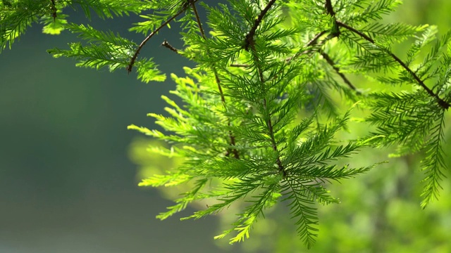 美丽的树叶，近看，随风飘扬。夏天视频下载