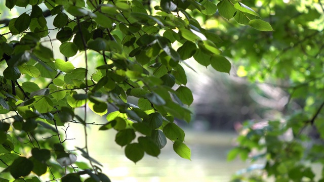 湖里的灌木，迎风摇曳。夏天的一天视频素材