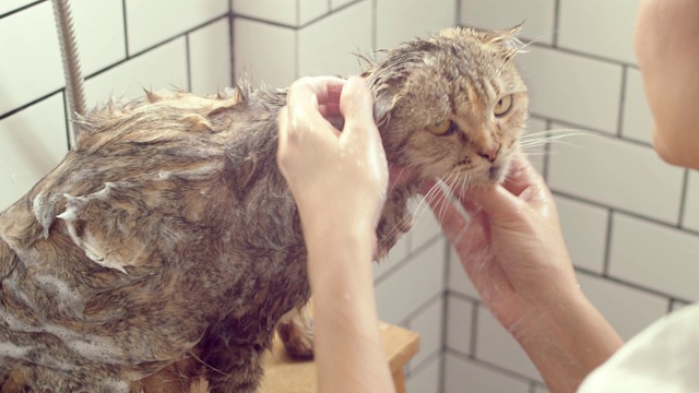 在浴室里给一只虎斑猫洗澡或洗衣服的年轻亚洲妇女。视频素材