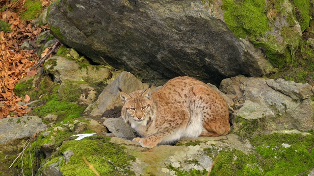 欧洲山猫;猞猁，躺在森林里视频素材