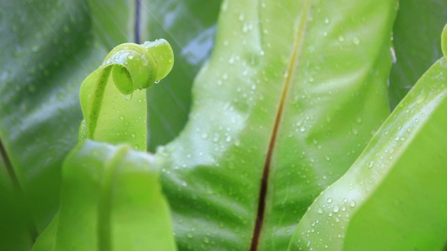 雨滴落在绿色蕨类植物的叶子上视频素材