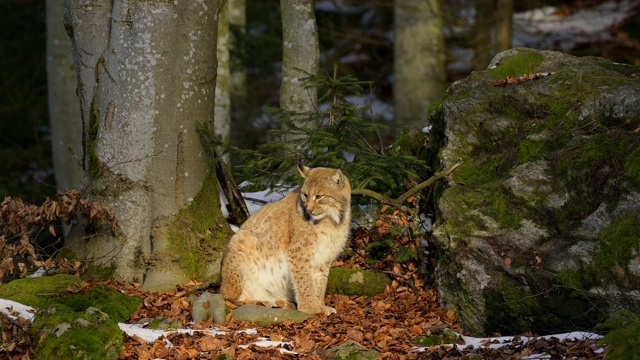 欧洲山猫;山猫，山猫，坐在森林里视频素材