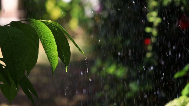 雨滴落在绿叶上，阳光洒在模糊的散景背景上视频素材