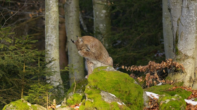 欧洲山猫;山猫，山猫，坐在森林里视频素材