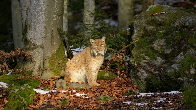 欧洲山猫;山猫，山猫，坐在森林里视频素材