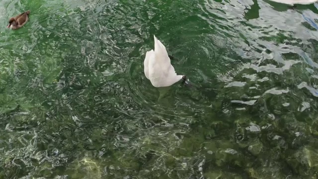 美丽的白天鹅在瑞士苏黎世利马特河的水里钓鱼和饲料阳光明媚的夏天视频素材