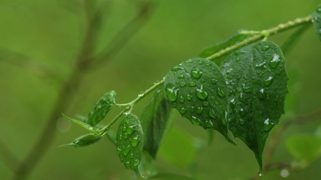 在一个多雨的夏日，新鲜的绿色的春天的叶子在微风中移动，浅的深度的田野视频素材