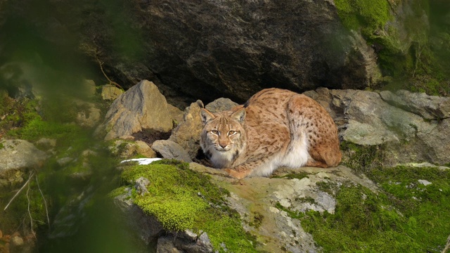 欧洲山猫;猞猁，躺在森林里视频素材