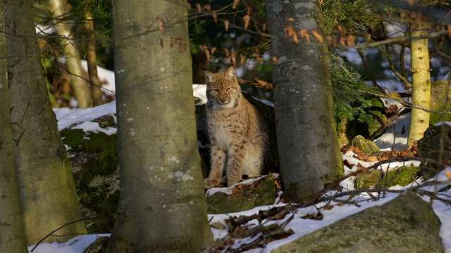 欧洲山猫;山猫，山猫，坐在森林里视频素材