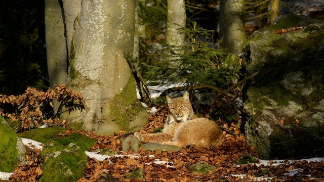 欧洲山猫;猞猁，躺在森林里视频素材