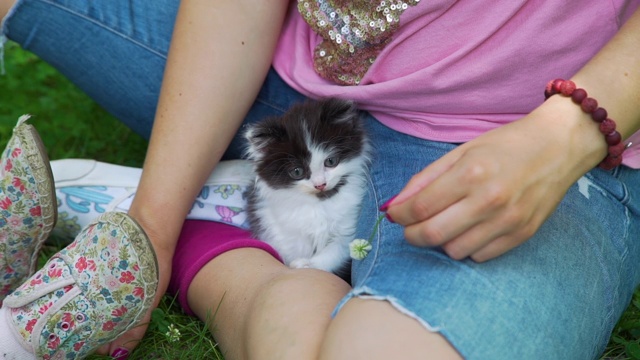 女人在户外玩可爱的小猫的特写视频素材