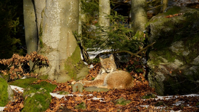 欧洲山猫;猞猁，躺在森林里视频素材