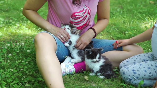 坐在草地上的女人和一群小猫视频素材