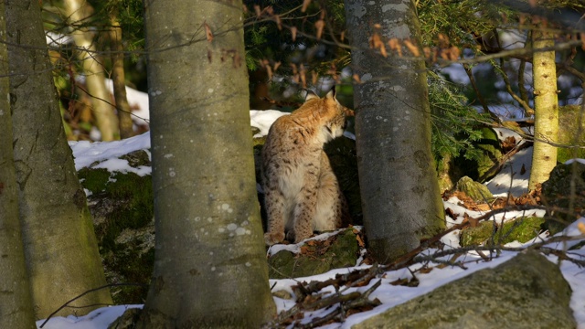 欧洲山猫;山猫，山猫，坐在森林里视频素材