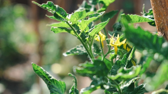 番茄植株的特写镜头，番茄生长在花园里。视频素材