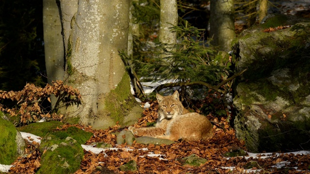 欧洲山猫;猞猁，躺在森林里视频素材