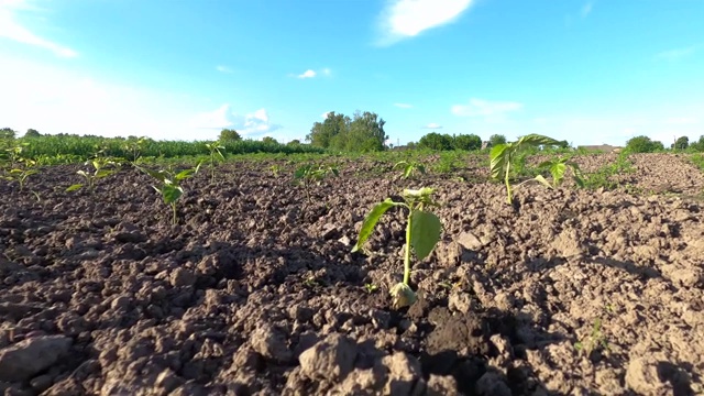 春季种植成行的蔬菜幼苗和栽培幼苗。发芽的花园。视频素材