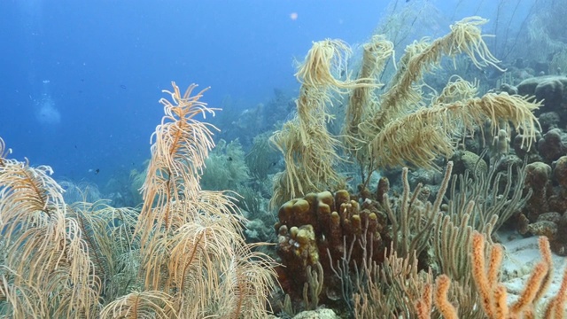 加勒比海碧绿的珊瑚礁海景/库拉索岛，有鱼，珊瑚和海绵视频素材