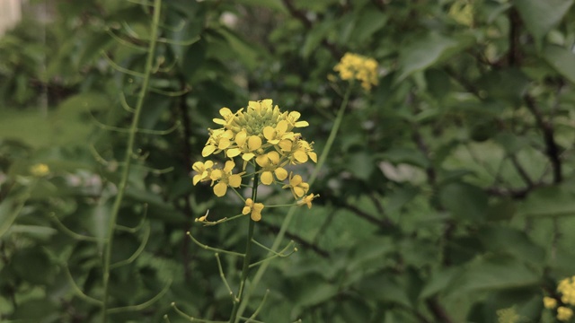 新鲜的芥菜花视频下载