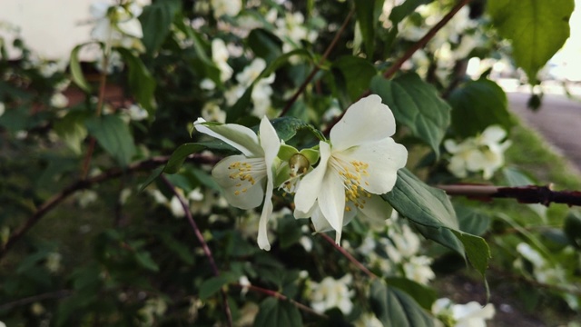 茉莉花视频下载