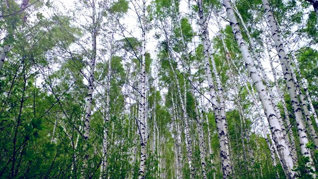 桦树在秋天的风中摇曳。底视图视频素材