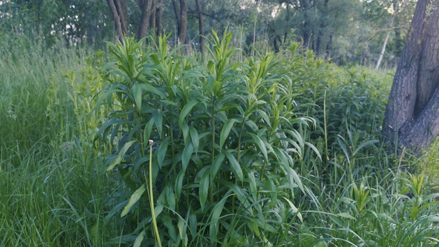 草视频素材