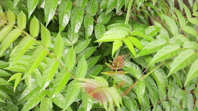 雨后灌木丛中的树叶视频素材