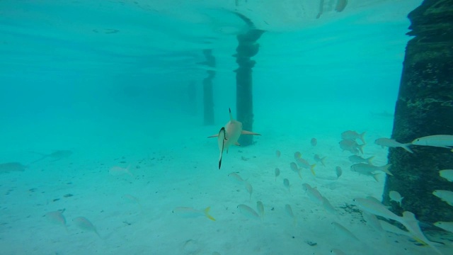 黑鳍礁鲨游过浅滩视频素材