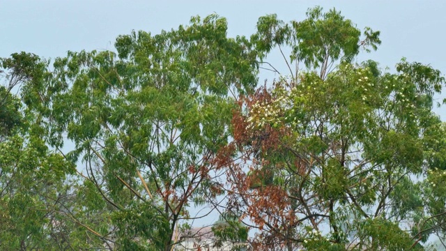 倾盆大雨落在树上。加拉加斯,委内瑞拉视频素材