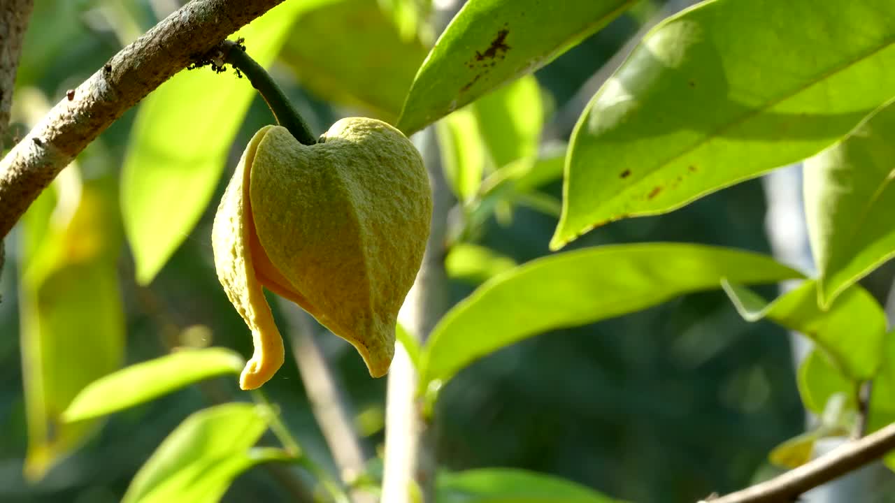 近照黄色的花或仙人掌苹果或榴莲花视频素材