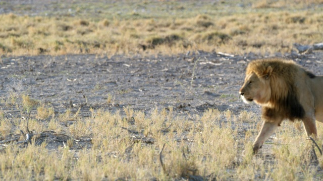 MS Lion walking,Etosha国家公园，纳米比亚，非洲视频素材