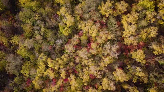 自上而下的秋木。自然背景。鸟瞰图的秋天森林与五颜六色的树木。秋季森林无人机俯视图。有亮黄色叶子的树。落叶林在秋天。视频素材