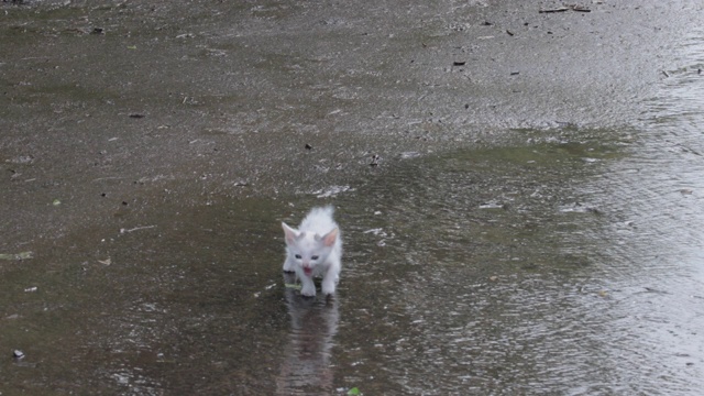 雨后街头一只悲伤的流浪猫视频素材