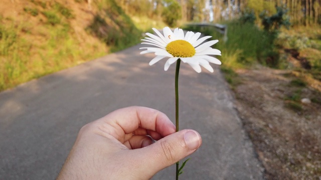 手捧雏菊，边走边转视频素材