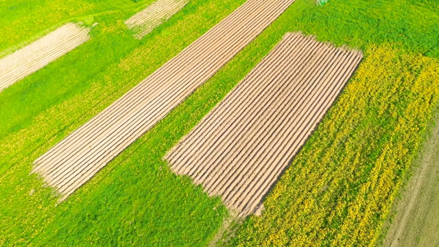 鸟瞰一个夏天的乡村景观与鲜花盛开的田野和农作物视频素材