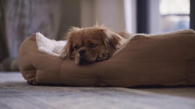 五秒后启动睡眠模式视频素材