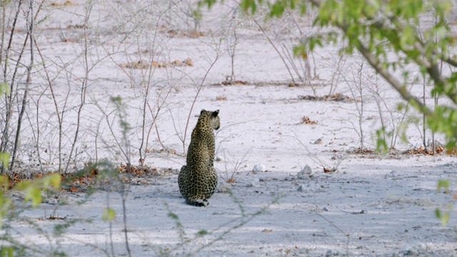 坐在沙漠中的MS Leopard,Etosha国家公园，纳米比亚，非洲视频素材