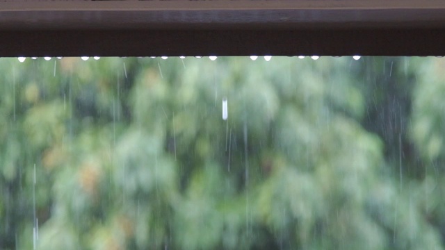 雨滴以绿色自然为背景，在雨季视频下载