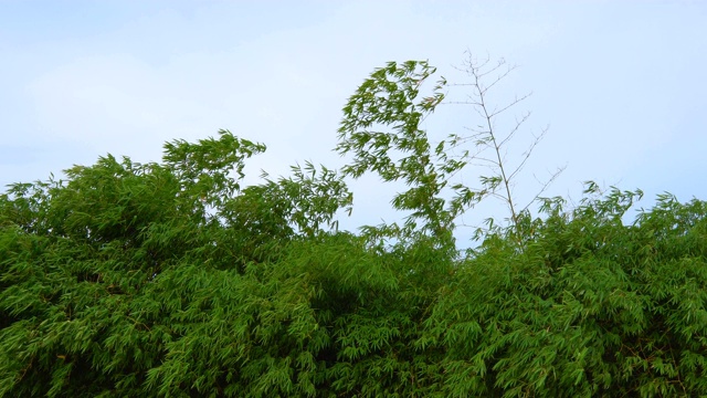 碧蓝的天空，碧绿的竹叶在风中飘扬视频素材