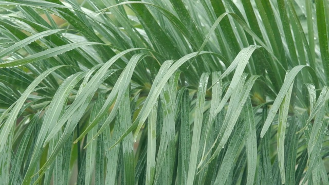 雨滴落在绿叶上的慢镜头。溪水往下流视频下载