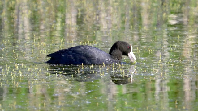 鸟儿——两只白骨顶(Fulica atra)在初夏的清晨快速地游在湖面上。视频素材